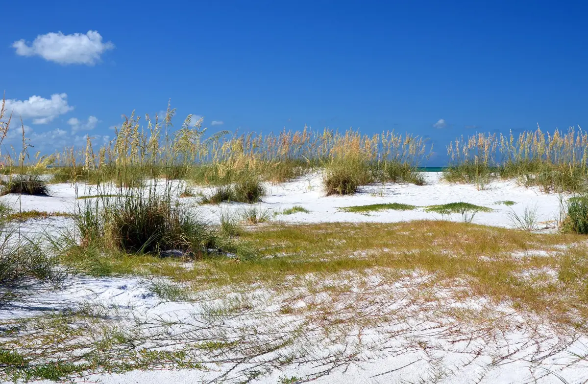 White sand dunes with sea oats above the Gulf of Mexico