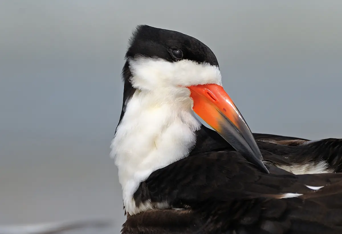 Black skimmer standing on white sand with its red bill visible