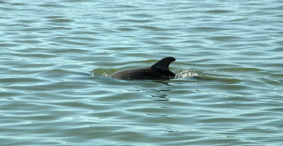 Bottlenose dolphin surfacing in calm green Gulf water