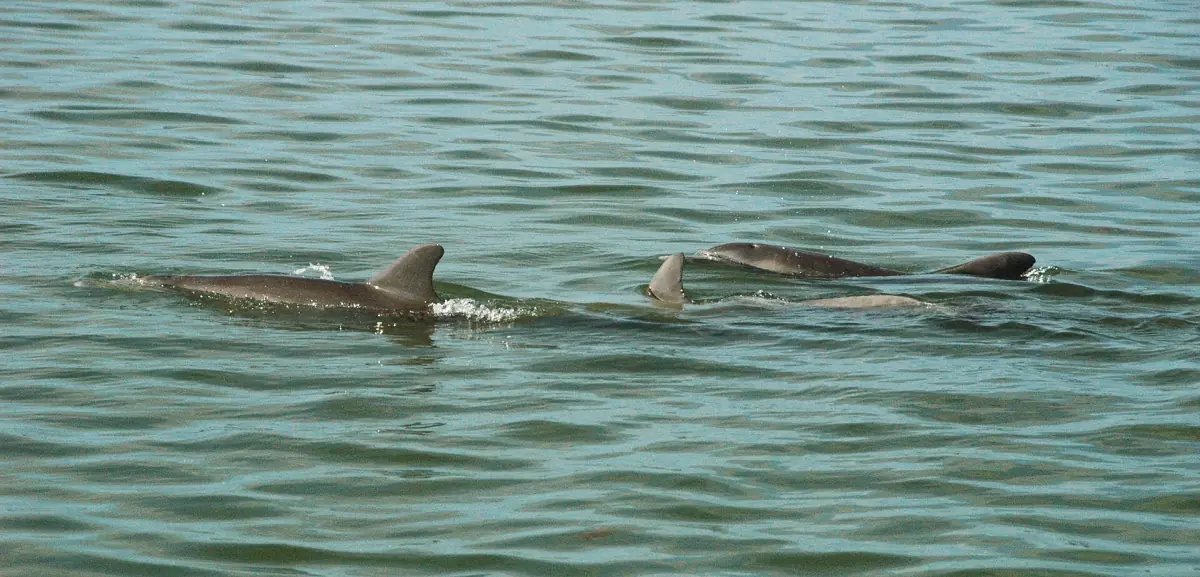 Two bottlenose dolphins breaking the surface together near a boat channel