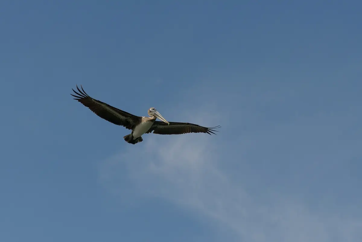 Brown pelican flying against a clear blue sky