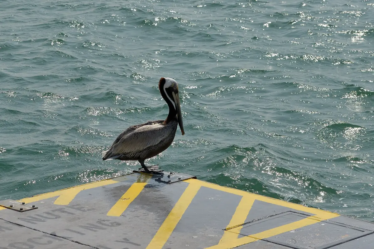 Brown pelican perched on a dock edge above choppy water