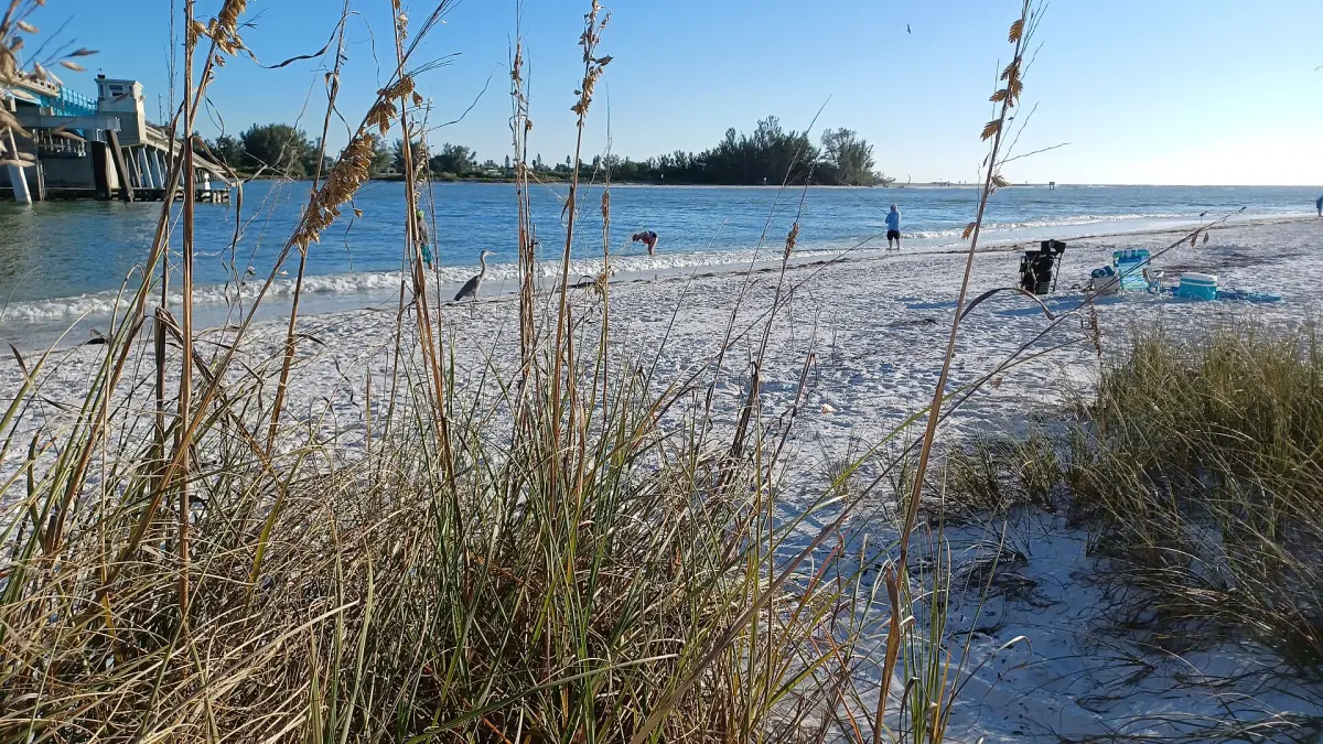 Late afternoon on a sandy beach with sea oats and a calm bay behind
