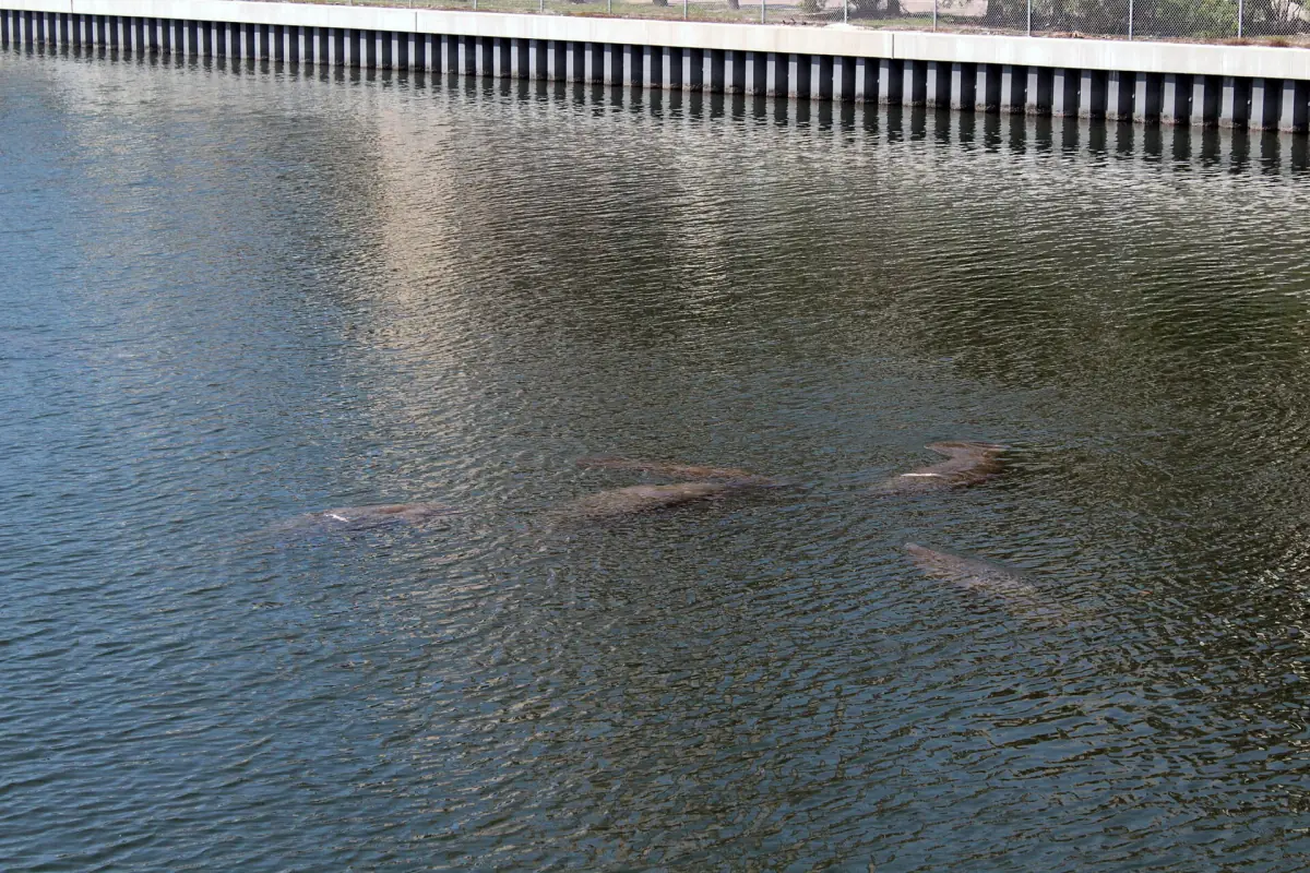 Manatees resting below the surface of calm dark water