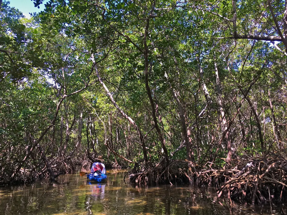 Narrow water trail winding through a tunnel of red mangroves